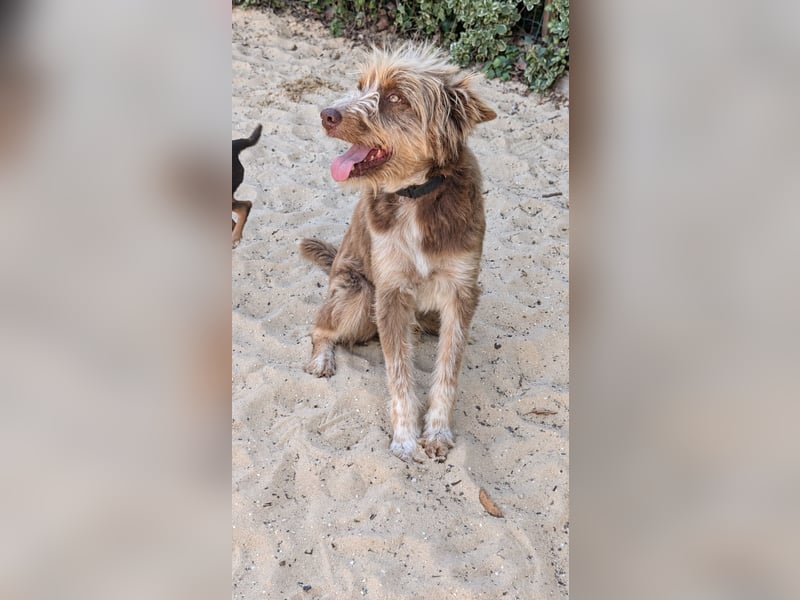 Charmanter Felix wartet auf unserem Tierschutzhof in Portugal!
