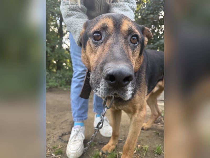 Rexi - Darf ich noch einmal ankommen dürfen?