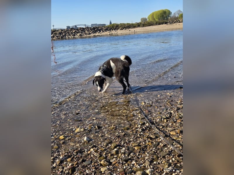 YAELA, superliebe Kuschelmaus, 2,5 Jahre, 52 cm, Mischling, Tierschutz Rumänien, Pflegestelle Köln
