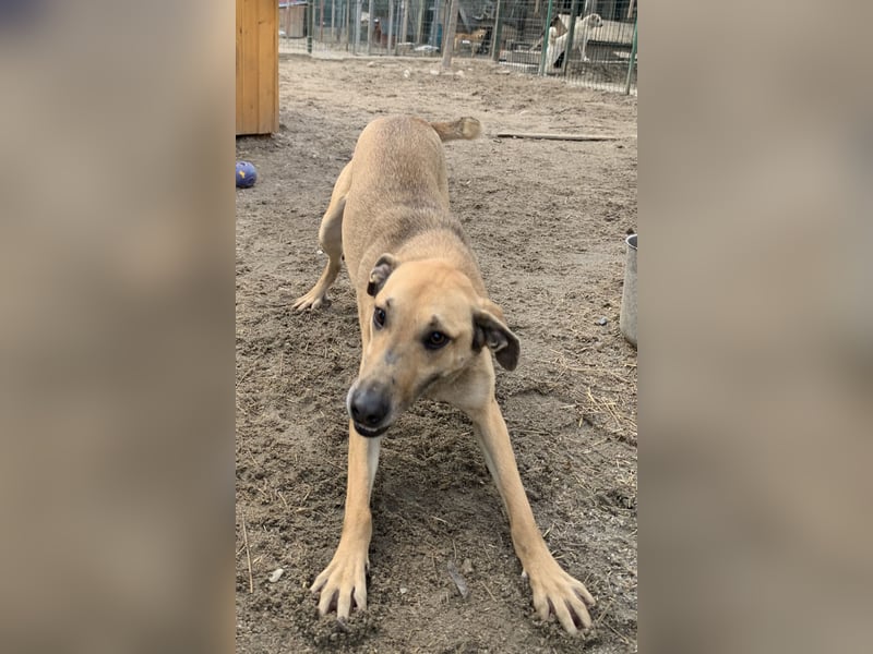 ⭐️KATHI⭐️, sportliche Hündin, 7,5 Jahre, 55 cm, Mischling, Tierschutz Rumänien