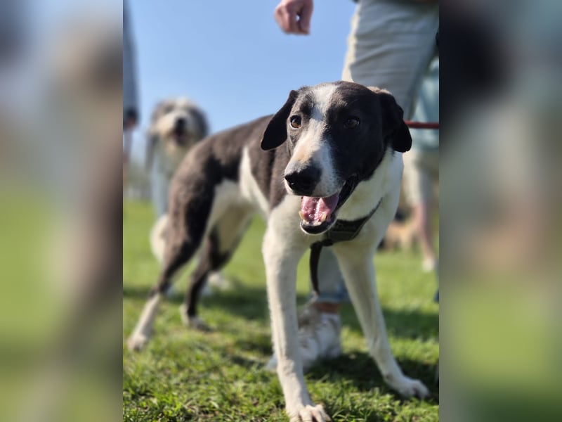 YAELA, wunderbarer Rohdiamant, 2,5 Jahre, 52 cm, Mischling, Tierschutz, Pflegestelle Köln