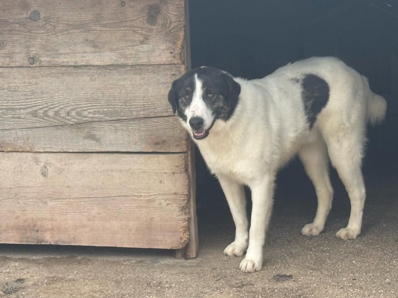 Rüde Balu sucht sein Zuhause