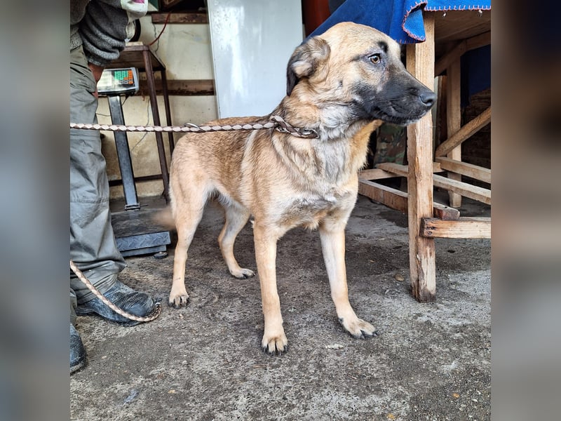 Hündin Amira sucht ihr eigenes Zuhause