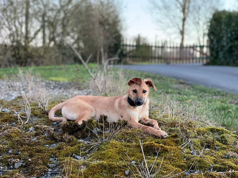 FELICY, smarter Windhund-Mix, 6 Monate, 54 cm, Tierschutz, Pflegestelle Kürten