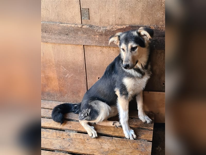 Liebevoller Jungrüde hat es satt, im Shelter zu sein