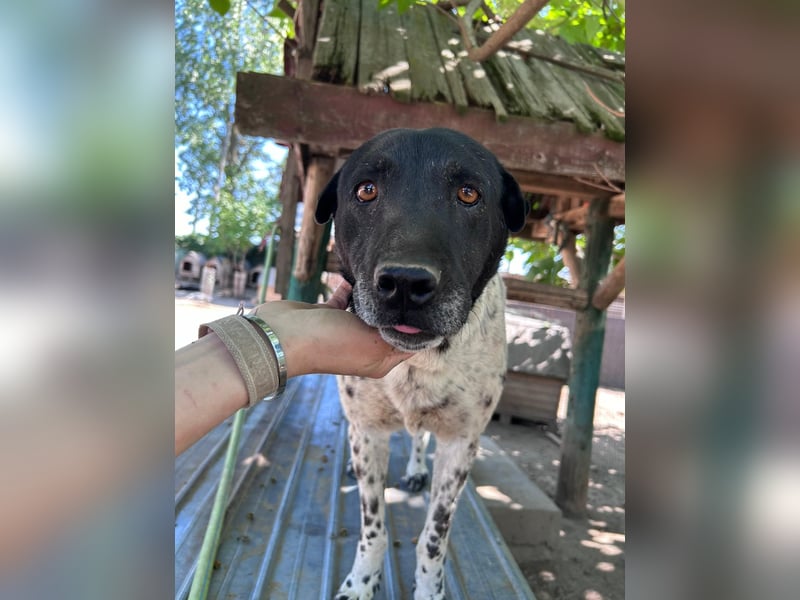 Rüde Monty auf Pflegestelle in D-Groß Gerau