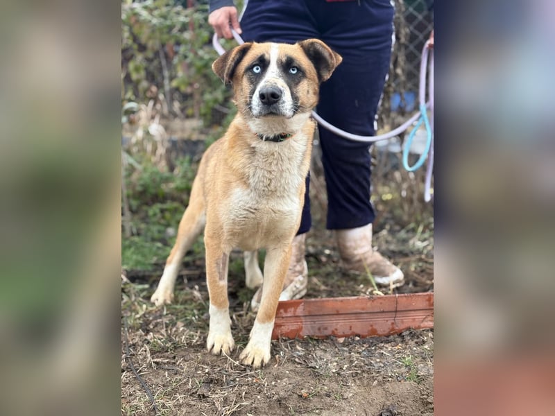 Shirley ist ein Herzenshund auf der Suche nach dir