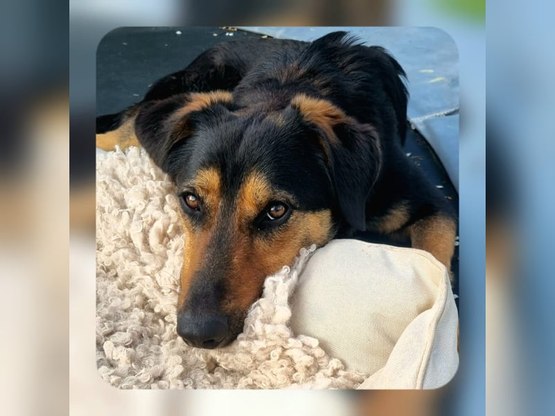 EDO, Küsschen-König, 1 Jahr, 57 cm, Mischling, Pflegestelle 53773, Tierschutz Rumänien