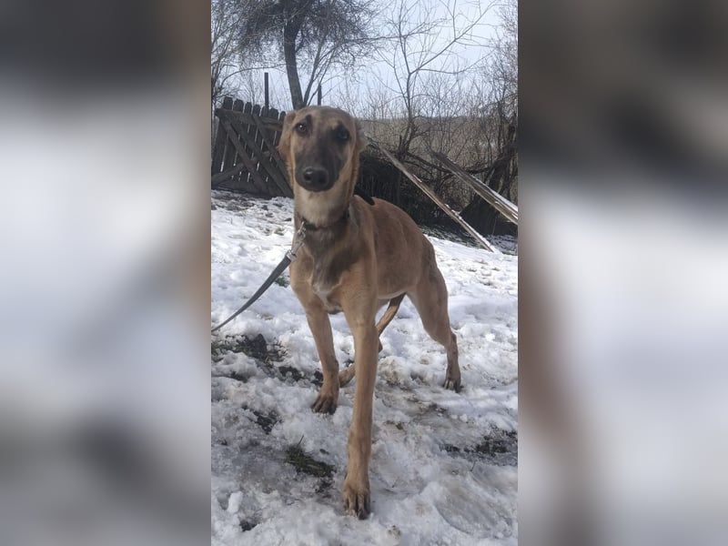 Saphira Tierschutzhund sucht ein Zuhause