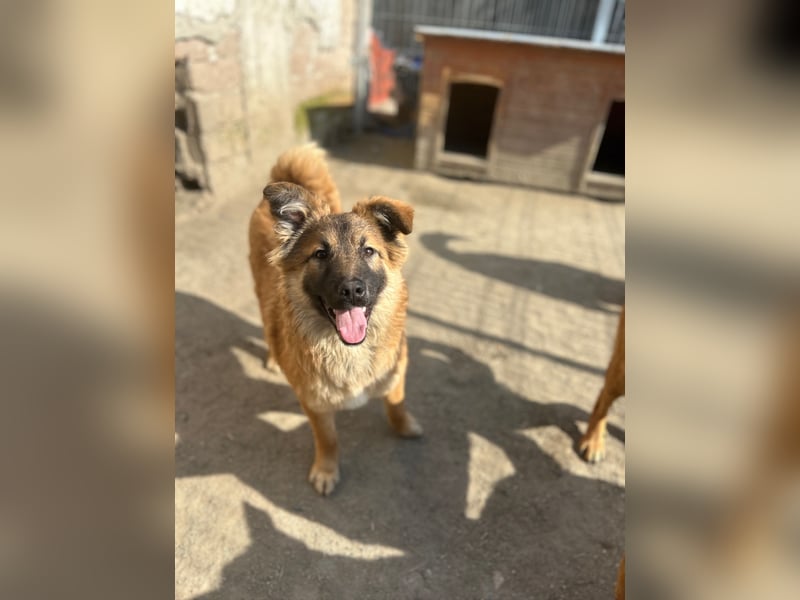 ⭐️TJUNA⭐️, Malinois-Mischling, Hündin, 9 Monate, 51 cm, Mischling, Tierschutz Rumänien