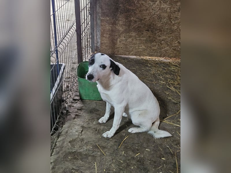 ⭐️GEORGIA⭐️, reizendes Hundemädchen, 2,5 Jahre, 52cm, Mischling, Tierschutz Rumänien
