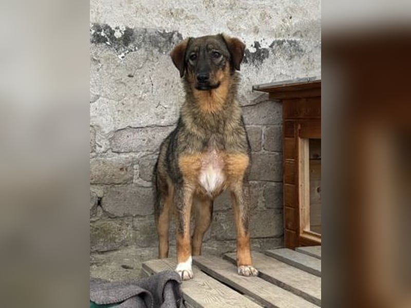 ⭐️AMY⭐️, unkomplizierte Hündin, 2 Jahre, 59 cm, Mischling, Tierschutz Rumänien