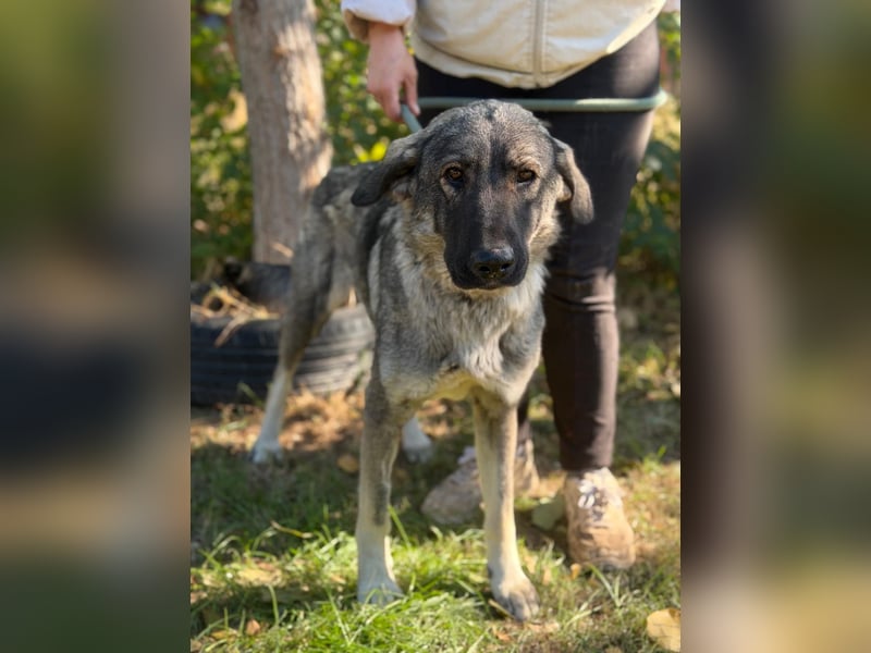 Barka  - möchte dein Herz erobern