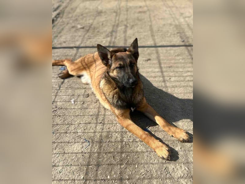 ⭐️TIRANA⭐️, Malinois-Mischling, Hündin, 8 Monate, 54 cm, Mischling, Tierschutz Rumänien