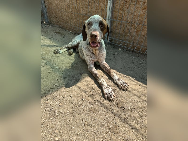 ⭐️Eliah⭐️, schaut das Video auf unserer HP! Rüde, 4 Jahre, 48 cm, Tierschutz, in Deutschland