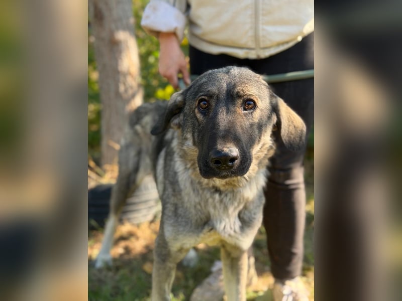 Barka  - möchte dein Herz erobern