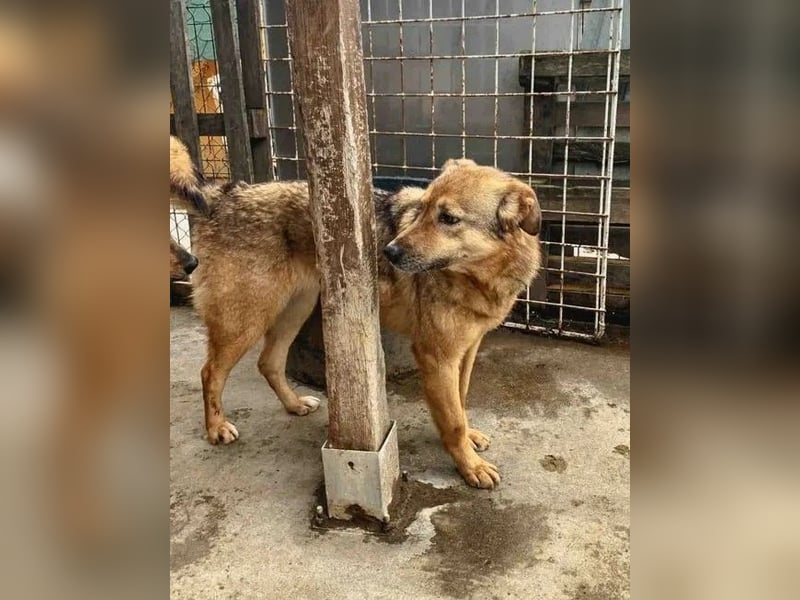 ⭐️SINA⭐️, reizende Tratschtante, Hündin, 8 Jahre, 53 cm, Mischling, Tierschutz
