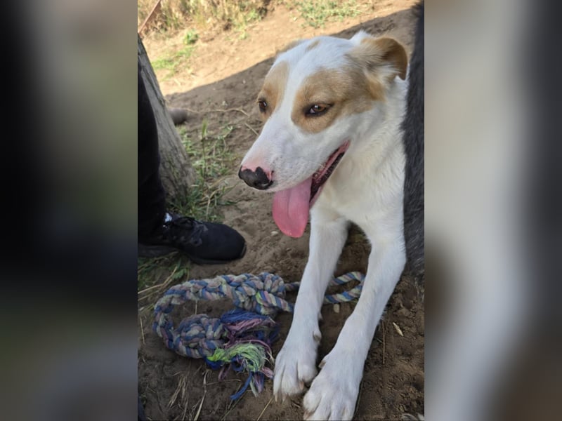 Falina - liebevolle, entspannte Hundedame sucht ihre Familie