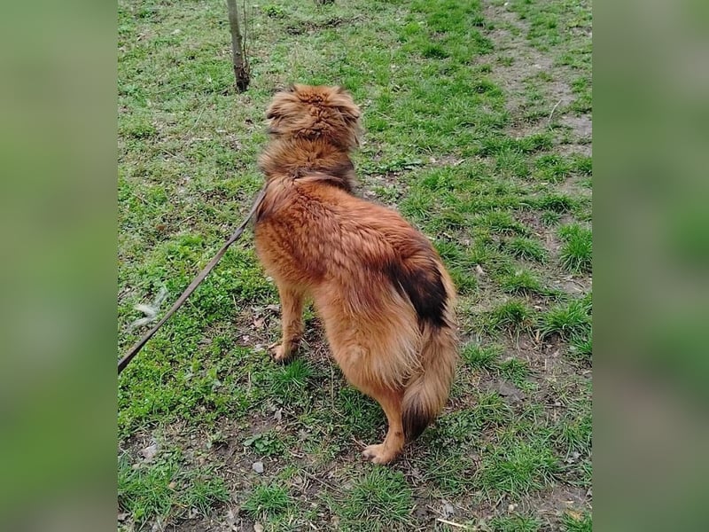 Murphy Tierschutzhund sucht ein Zuhause