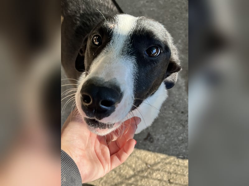 YAELA, wunderbarer Rohdiamant, 2,5 Jahre, 52 cm, Mischling, Tierschutz, Pflegestelle Köln