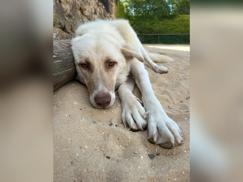 Sanfte Areia wartet auf unserem Tierschutzhof in Portugal auf dich!