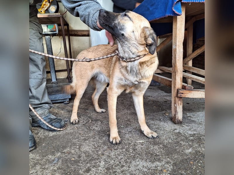 Hündin Amira sucht ihr eigenes Zuhause