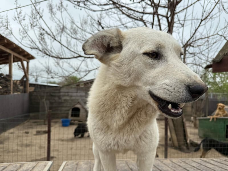 Sanfte Hündin 780218 sucht ihr Zuhause