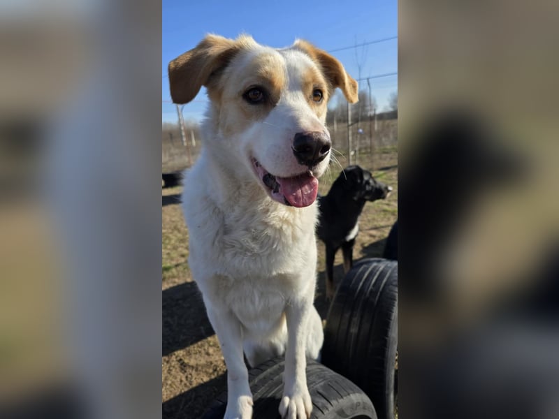 Falina - liebevolle, entspannte Hundedame sucht ihre Familie