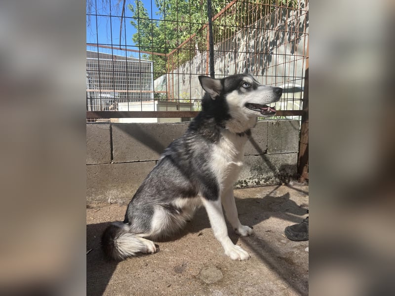 Hanna - Huskyhündin sucht Geborgenheit