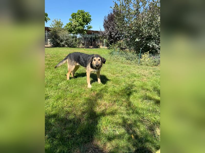 Priya Tierschutzhund sucht ein Zuhause