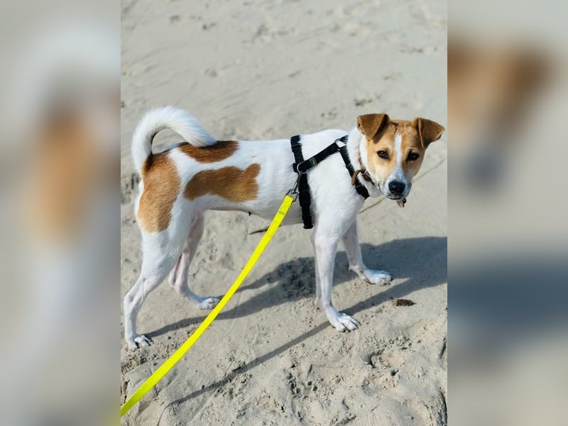 PIPPA, passionierte Waldläuferin, 4 Jahre, 55 cm, Mischling, Tierschutz, Köln