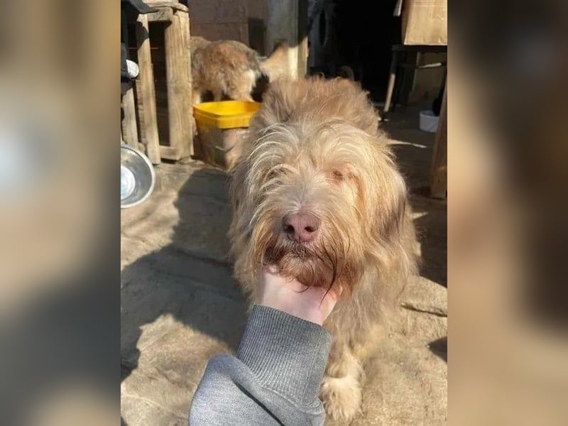 JESSICA, sanfte Hunde-Lady, 12 Jahre, 53 cm, Mischling, Tierschutz Rumänien