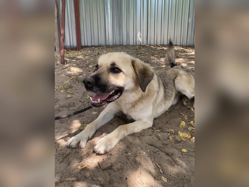 Csimo - warum wird er immer übersehen