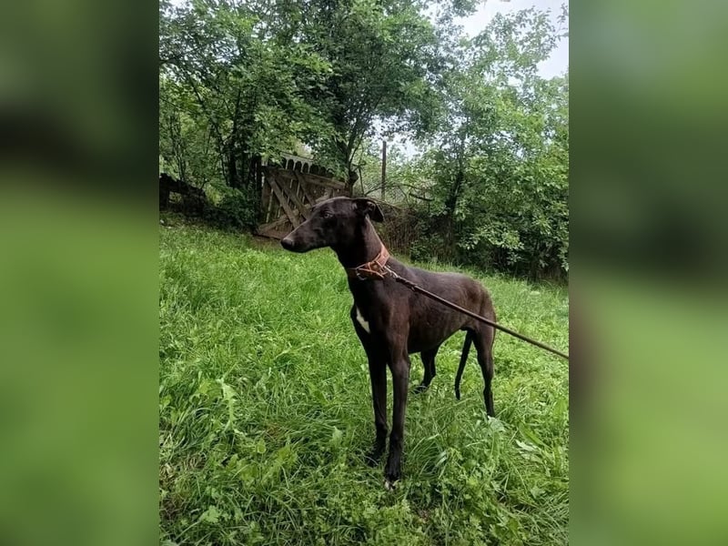 Sancho Tierschutzhund sucht ein Zuhause