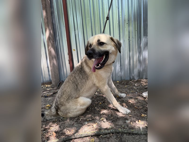 Csimo - warum wird er immer übersehen