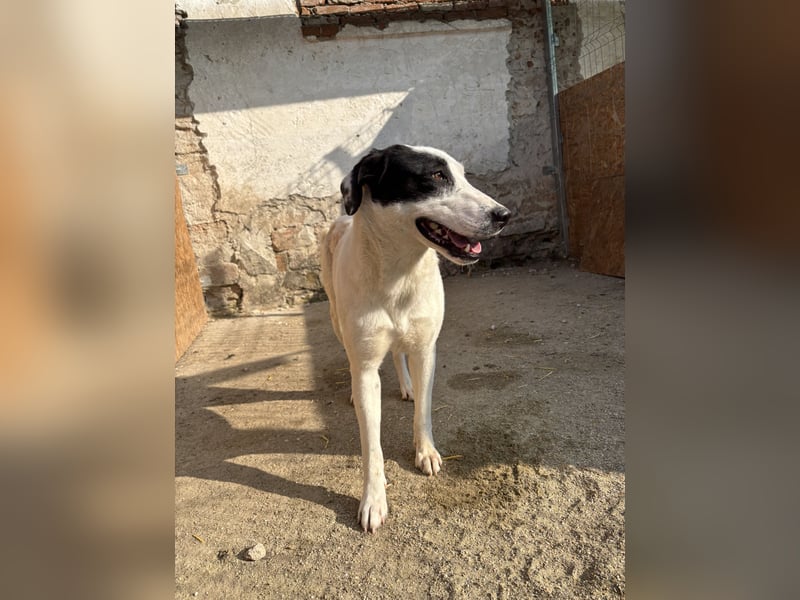 ⭐️GEORGIA⭐️, reizendes Hundemädchen, 2,5 Jahre, 52cm, Mischling, Tierschutz