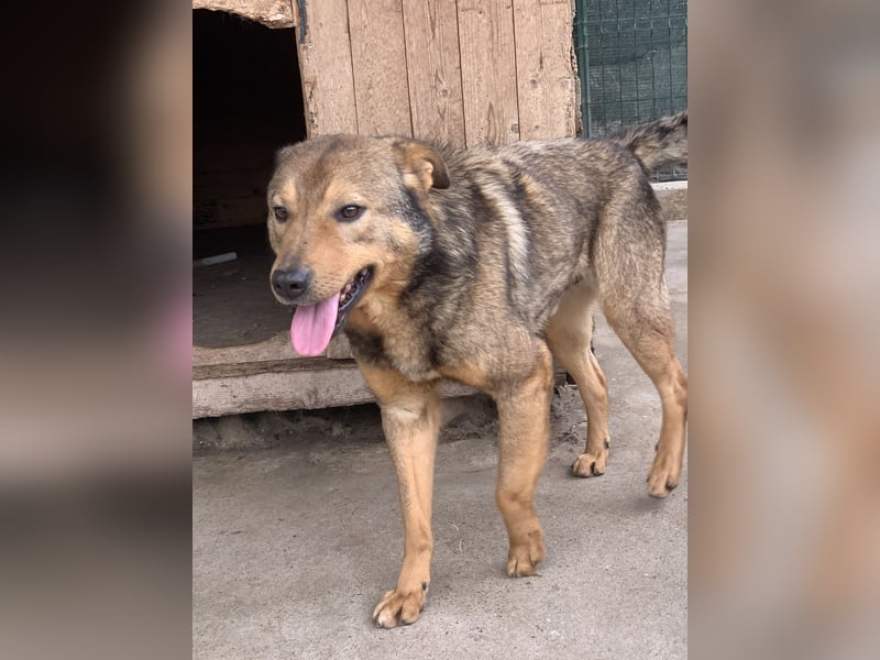 ⭐️SASHA⭐️ schüchterner Herzensbrecher, Rüde, 8 Jahre, 51 cm, Mischling, Tierschutz