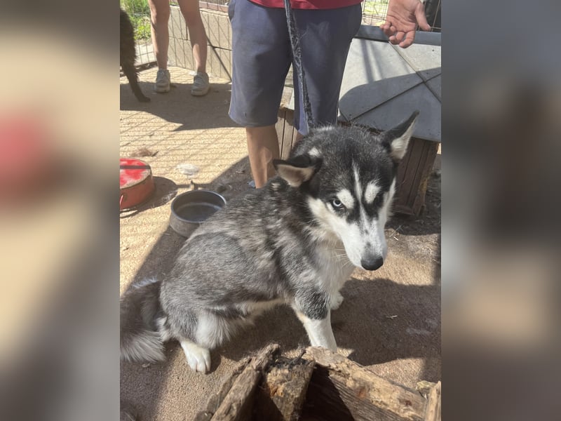 Hanna - Huskyhündin sucht Geborgenheit