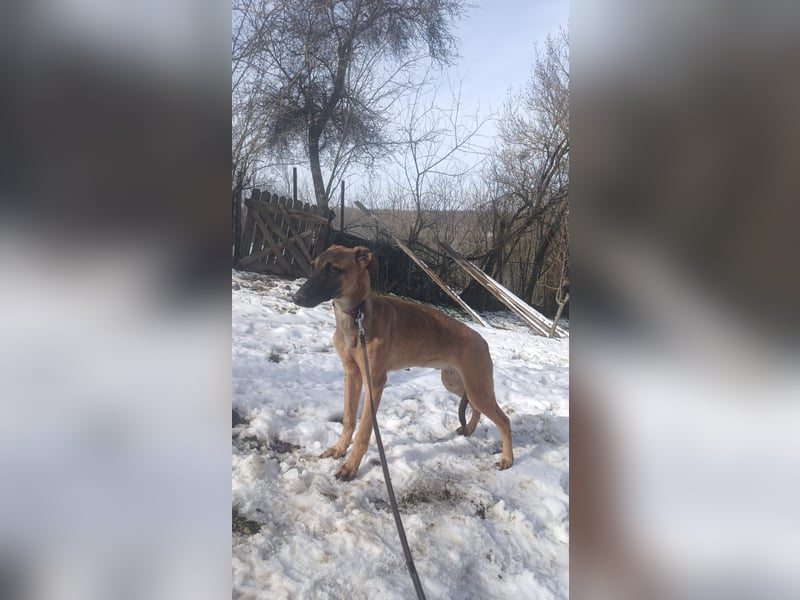 Seppl Tierschutzhund sucht ein Zuhause