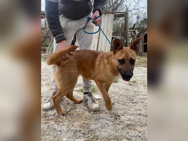 Eda sucht Abenteuer-Buddy
