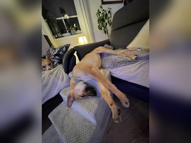 FELICY, smarter Windhund-Mix, 6 Monate, 54 cm, Tierschutz, Pflegestelle Kürten