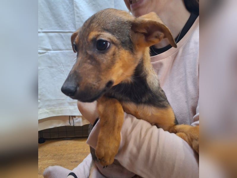 ⭐️WUMMEL⭐️, Herzenshund, Rüde, 2,5 Jahre, 52 cm, Mischling, Tierschutz Rumänien