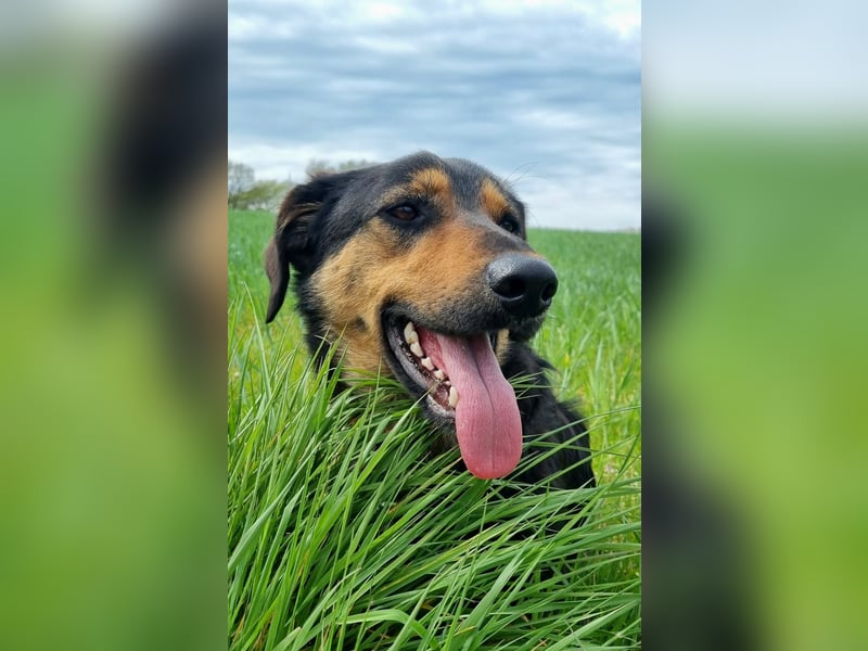 EDO, Küsschen-König, 1 Jahr, 57 cm, Mischling, Pflegestelle 53773, Tierschutz Rumänien