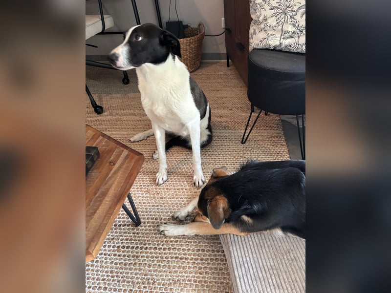 YAELA, superliebe Kuschelmaus, 2,5 Jahre, 52 cm, Mischling, Tierschutz Rumänien, Pflegestelle Köln