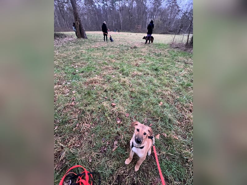 FELICY, smarter Windhund-Mix, 6 Monate, 54 cm, Tierschutz, Pflegestelle Kürten