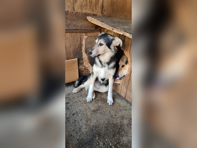 Liebevoller Jungrüde hat es satt, im Shelter zu sein