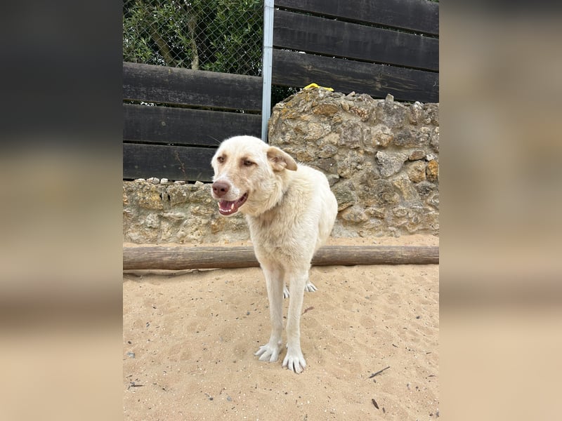 Sanfte Areia wartet auf unserem Tierschutzhof in Portugal auf dich!