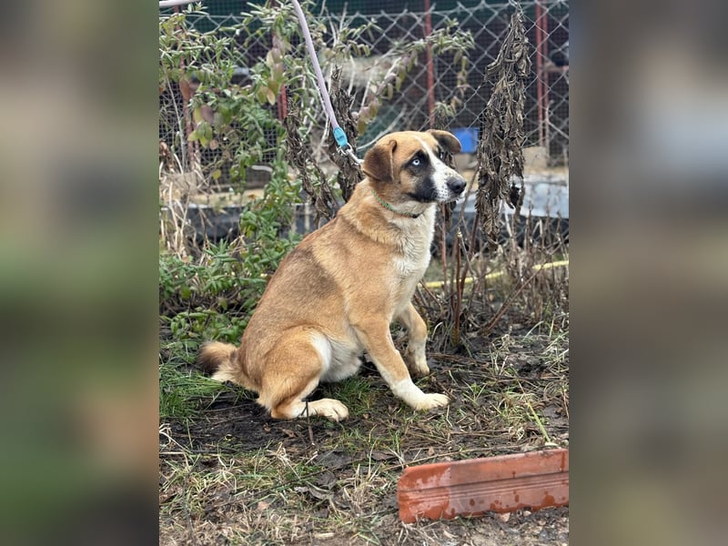 Shirley ist ein Herzenshund auf der Suche nach dir