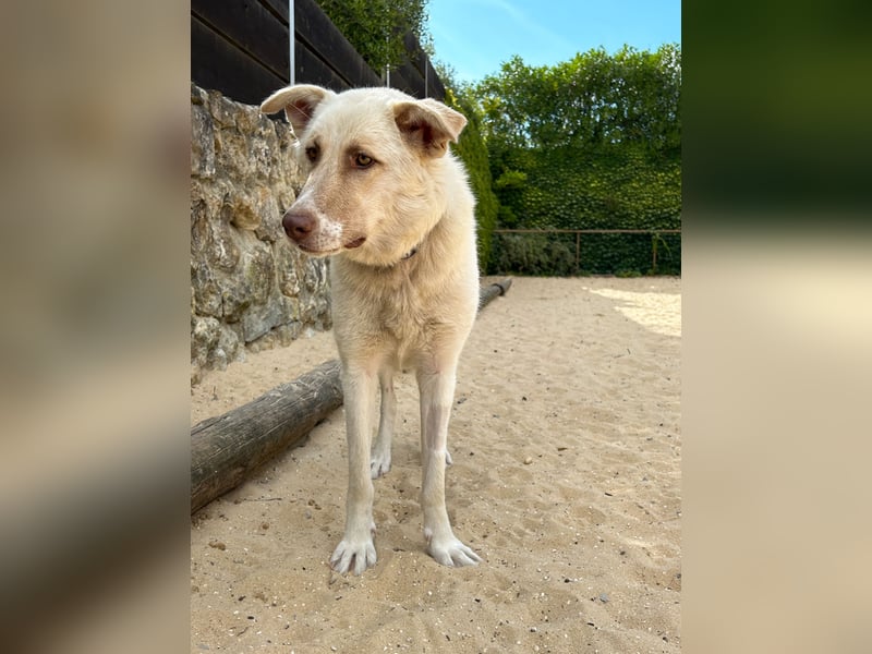 Sanfte Areia wartet auf unserem Tierschutzhof in Portugal auf dich!