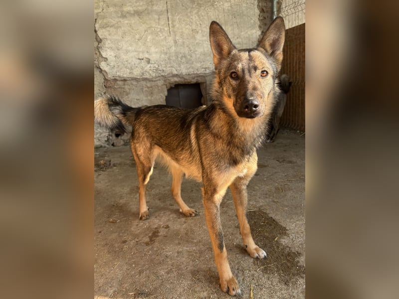 ⭐️BIBO⭐️, rücksichtsvoller Sonnenschein, Rüde, 1,5 Jahr, 55 cm, Mischling, Tierschutz